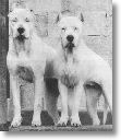 dogos argentine